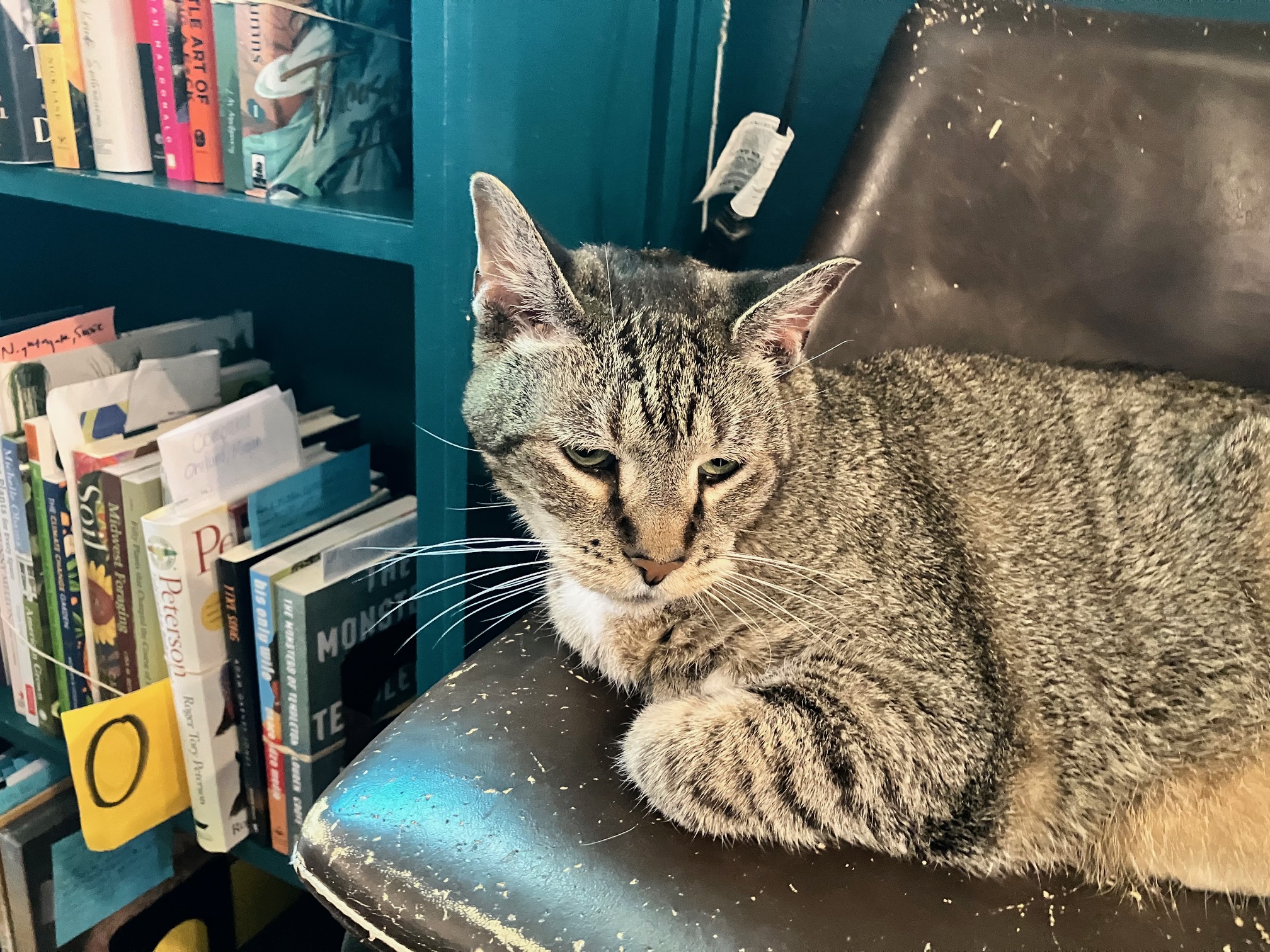 Dashiell, The Raven's beloved bookselling cat, is retiring soon, but first he's having a weeklong celebration | News, Sports, Jobs - Lawrence Journal-World: news, information, headlines and events in Lawrence, Kansas - Vimarsana News